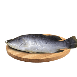 Bhetki Fish (1kg-1.5kg) - Cleaned & Cut thumbnail 1