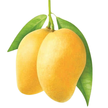 Maharashtra Kesar Mango 1